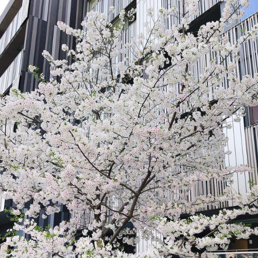 kitagiukyo